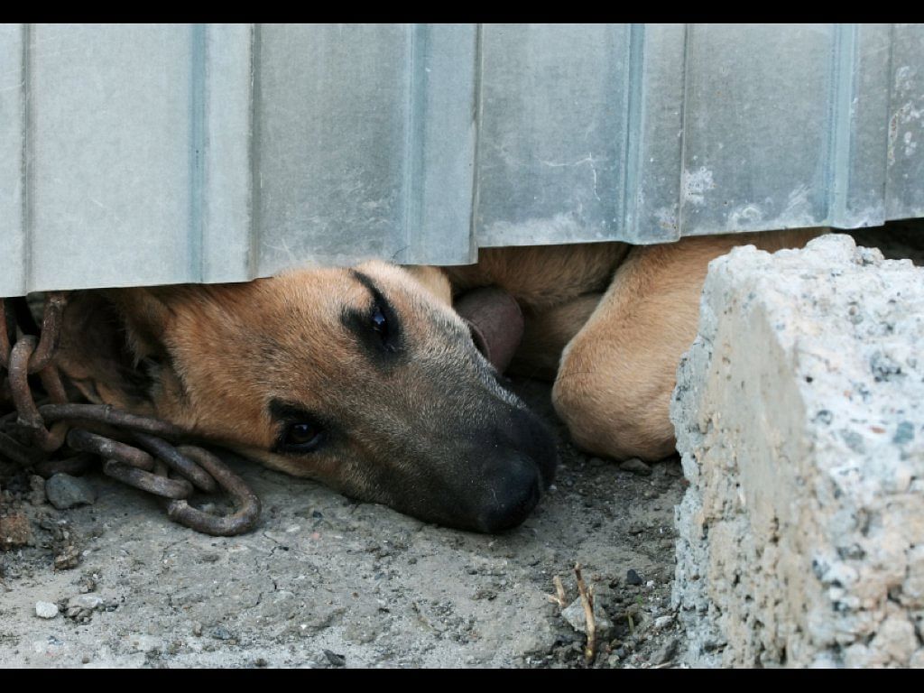 Cane in casa o cane in giardino Angelo Vaira